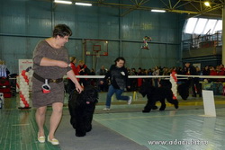 MonoBreed Dog Show rank CAC